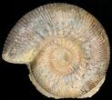 Well Preserved Stephanoceras Ammonite #11490-4